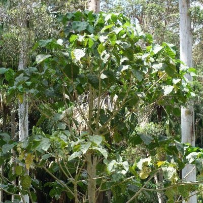 Gympie tides trees in a forest.